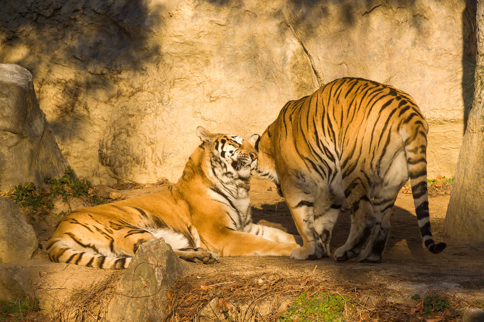 Big cats